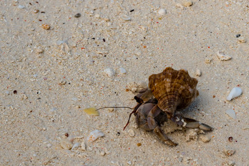 Hermit crab (lat. Paguroidea) Hermit crab (lat. Paguroidea) runs on sand, close up. 
