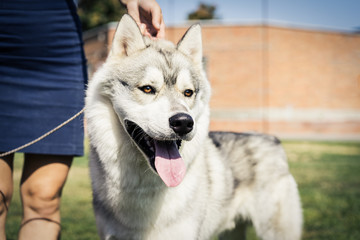 Portrait of a Siberian husky dog standing with the owner at an dog show © Masarik