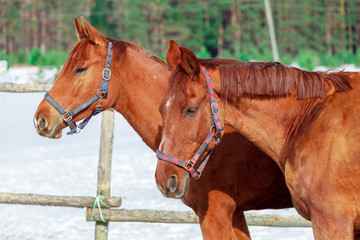 Две красивые лошади, красного окраса, крупным планом, на фоне зимнего поля и леса - obrazy, fototapety, plakaty