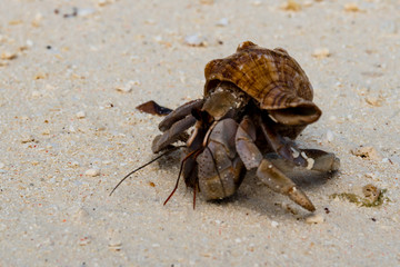 Hermit crab (lat. Paguroidea) Hermit crab (lat. Paguroidea) runs on sand, close up. 