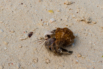 Hermit crab (lat. Paguroidea) Hermit crab (lat. Paguroidea) runs on sand, close up. 