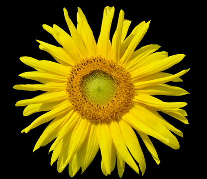 yellow sunflower flower close-up isolated on a black background