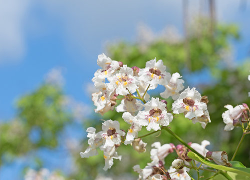 bl&uuml;hender Trompetenbaum, Katalpa