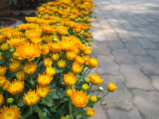 Yellow chrysanthemums in the garden.