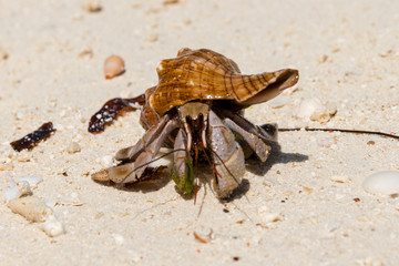 Hermit crab (lat. Paguroidea) Hermit crab (lat. Paguroidea) runs on sand, close up. 