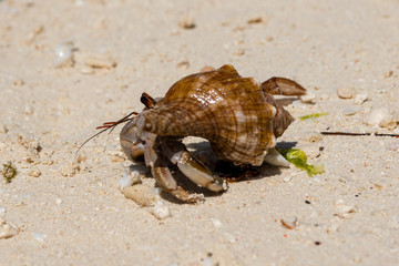 Hermit crab (lat. Paguroidea) Hermit crab (lat. Paguroidea) runs on sand, close up. 