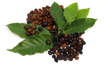 Coffee seed and coffee leaf