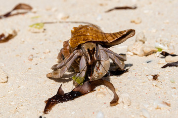 Hermit crab (lat. Paguroidea) Hermit crab (lat. Paguroidea) runs on sand, close up. 