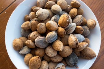 Plate of nutshells