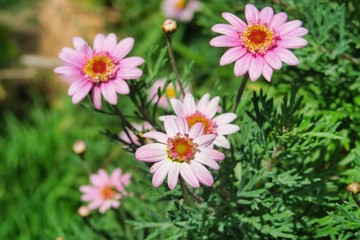 Obraz premium Pink Flowers Flores Rosas