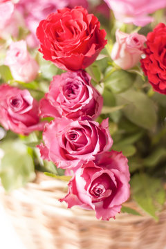 Beautiful pink and red roses.