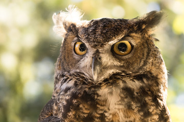 Alert owl