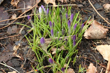 Crocus flower (Crocus vernus) grows up among leaves in spring