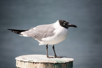 Whiskered Tern on pier pole - Florida, March 2017