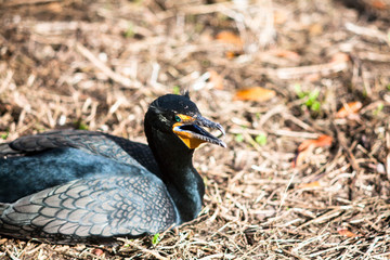 Double crested cormorant - Everglades National Park, Florida, March 2017