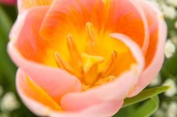 Fototapeta na wymiar colored tulips close-up, macro photography
