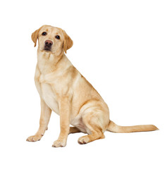 labrador puppy looking at white background