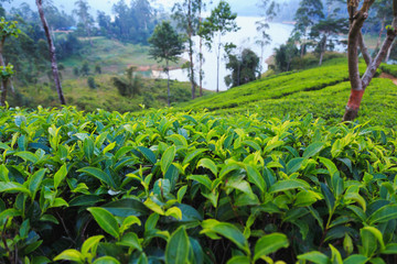 3704611  tea plantations high in the mountains