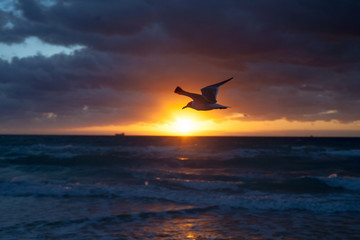 Seagull on Miami beach sunrise - Miami Beach, March 2017