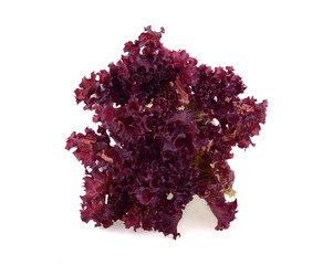 red coral salad isolated on the white background .