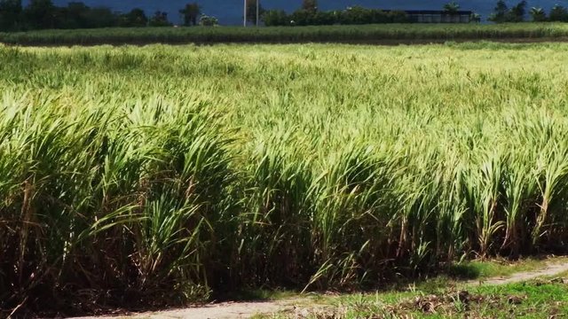 Wind blowing sugar canes on the field near Depaz distillery, Martinique