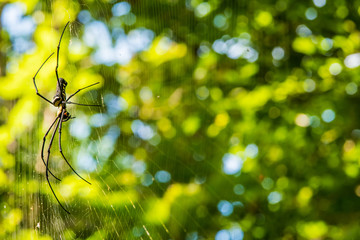 Large Spider on the web with nature background