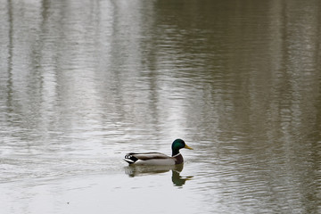 Swimming male mallard (Anas platyrhynchos)