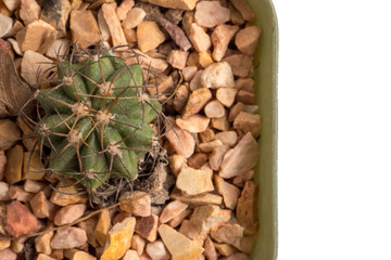 Top view of small cactus in a flowerpot on white background