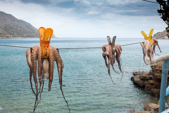 Drying octopus in front of sea