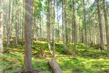 Morning in green spring forest with pine trees