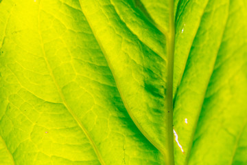 leaf macro pattern of green.