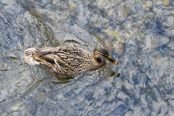 Swimming female mallard (Anas platyrhynchos)