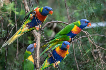 bright coloured parrots in a tree