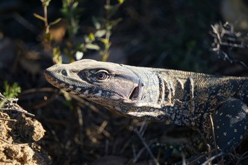 Heath Goanna endangered