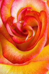 Fototapeta na wymiar Flower of a beautiful blooming multicolored rose.