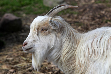 Ziege