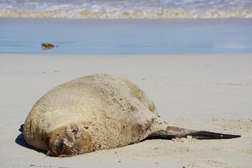 Seal sea lion Kangaroo island