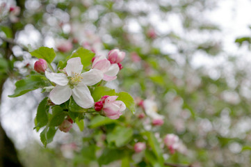 sprig flowers