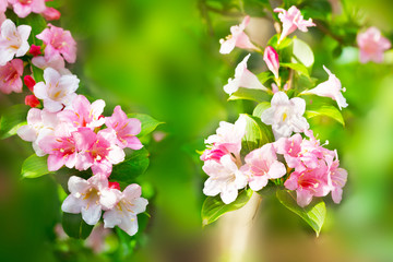 Blossoming cherry branches with pink flowers. Focus on the foreground. Shallow depth of field