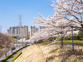 郊外の住宅街と桜並木