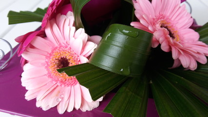 gerbera 4