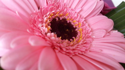 gerbera