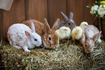 rabbits and chickens