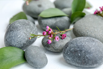 Fototapeta na wymiar Spa stones and beautiful flowers on white background, closeup