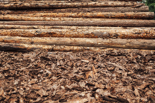 Wood trunks and foliage