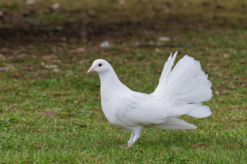 Beautiful white pigeon on the grass background