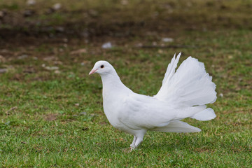 Obraz premium Beautiful white pigeon on the grass background