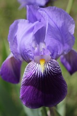 Bearded Iris, Iris Germanica in the garden