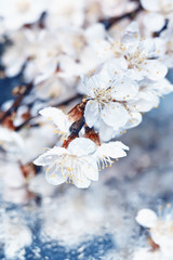 Flowers of apricot cherry close-up.  Very soft selective focus.
