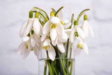 Snowdrop flowers isolated on white background